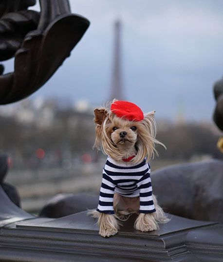 dog in Paris